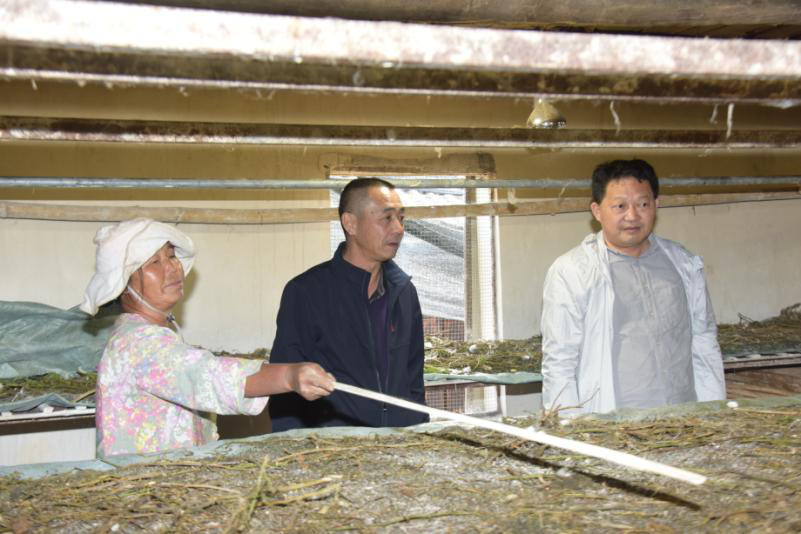 国家蚕桑产业技术体系岗位专家赴云南永仁为蚕农传经送宝把脉开方