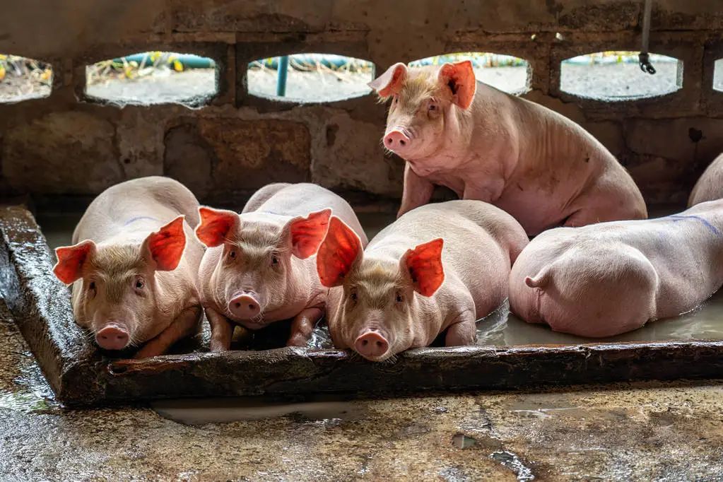 中国猪业或有1000万头母猪严重过剩？中国猪业或有1000万头母猪严重过剩？