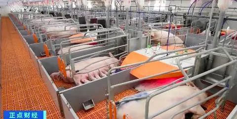5月末能繁母猪存栏量增至4192万头