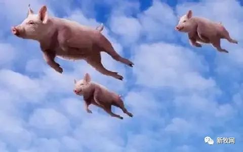 正邦400亿“新能源猪”大手笔，为何股票涨停却遭深交所五问？