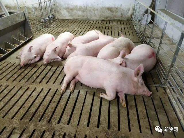 南方特大暴雨侵袭两广众多猪场！猪场要做好四大防范工作