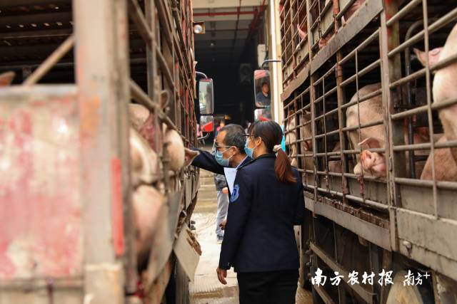 一块广东“放心肉”，这样安全“上餐桌”