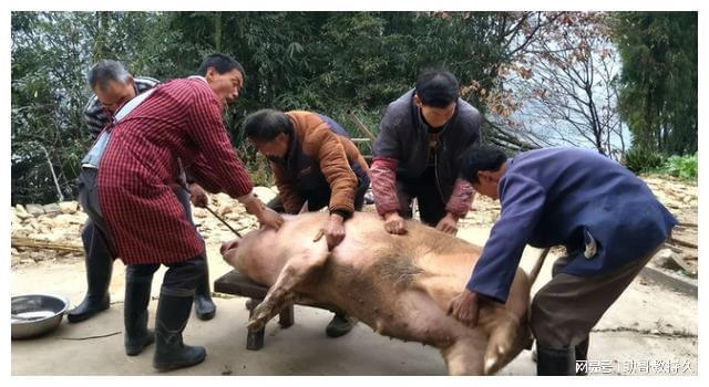 彭進(jìn)：中國人為什么擋不住年豬的誘惑,？