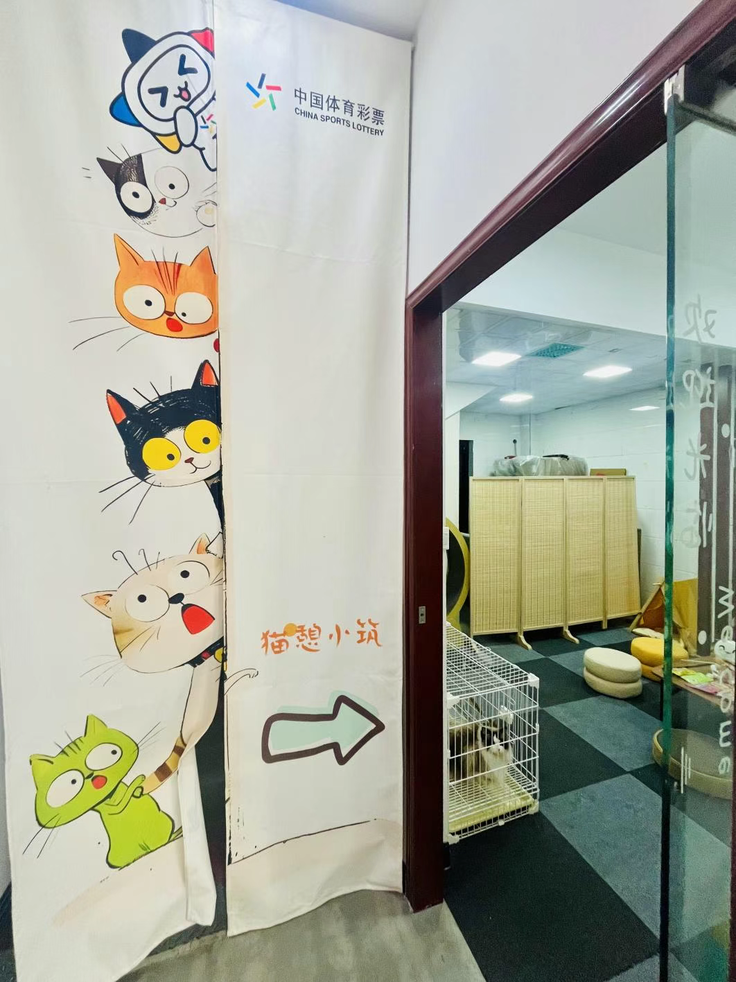 “貓咖”體彩店 “治愈”年輕人