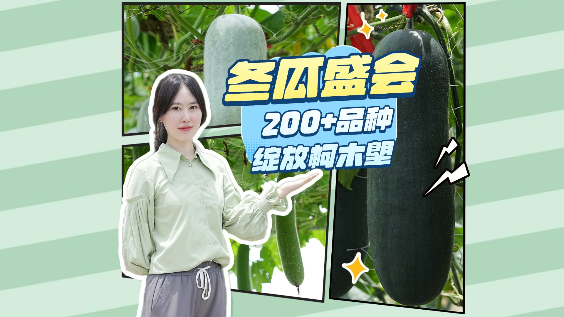 大冬瓜、小冬瓜、节瓜聚会