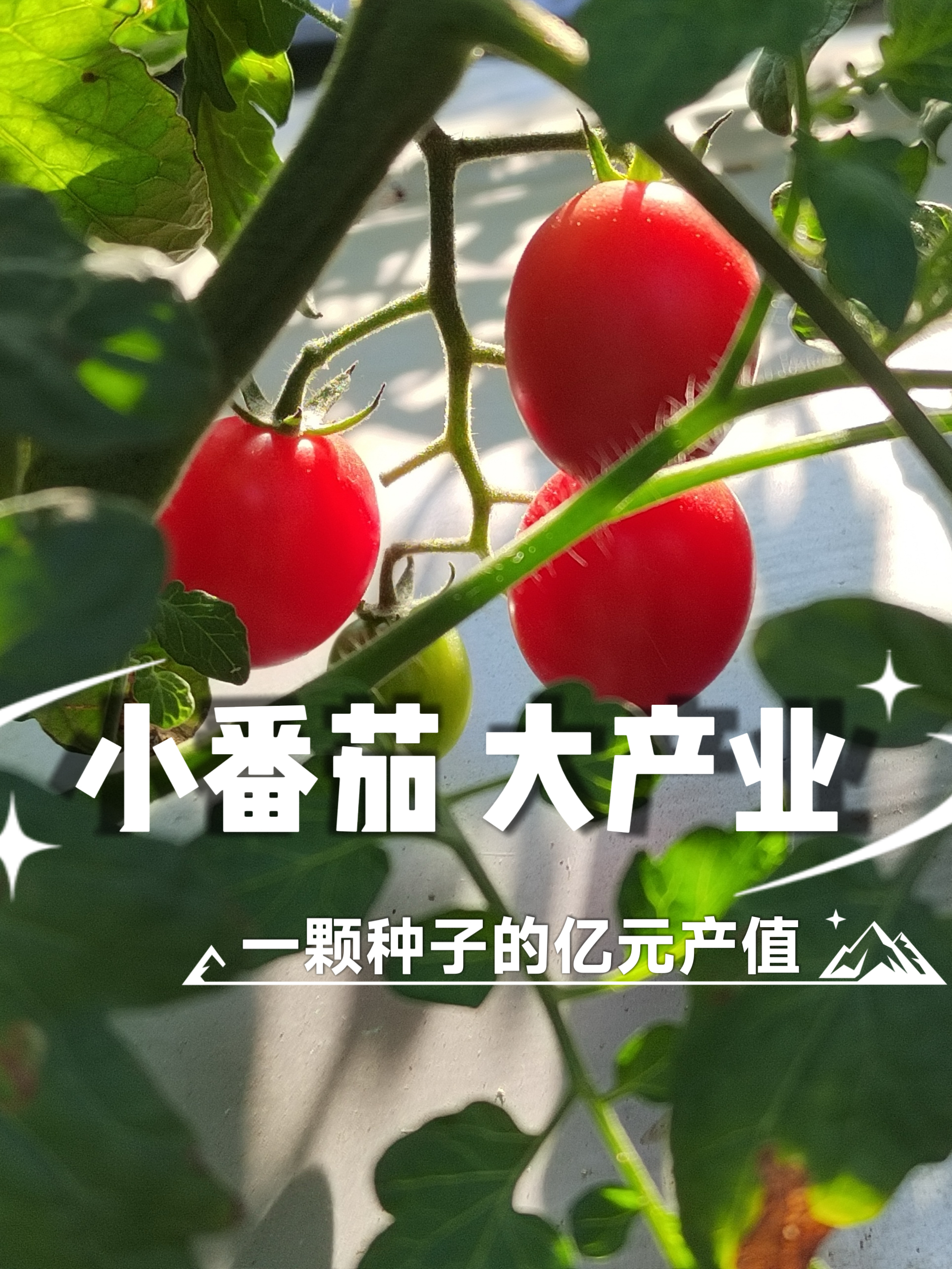 小番茄大产业：一颗种子的亿元产值。#2025广东特色产业种业专题