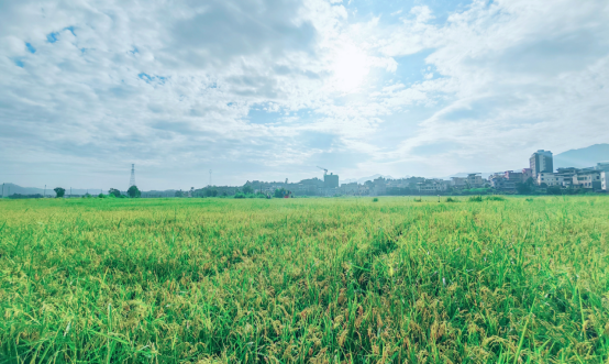 技术与管理双重赋能，乳源一六镇水稻制种丰收“成色足”