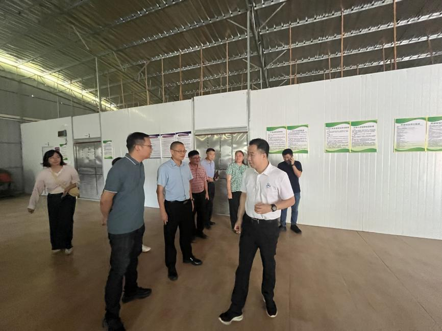 科技赋能+产业帮扶，助力连山小黄姜产业破局升级