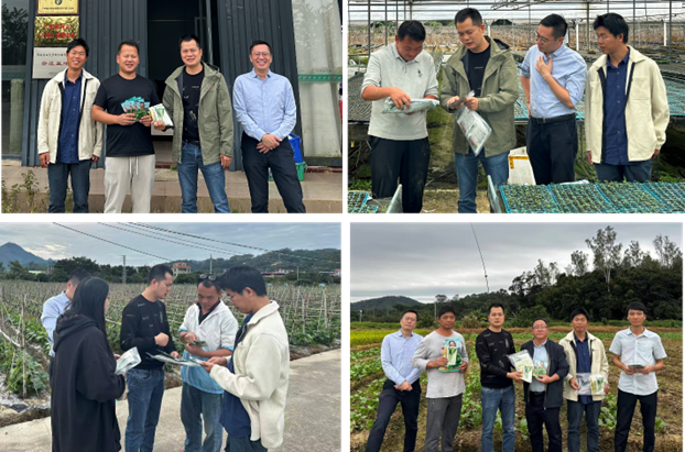 广州市科技特派员助力增城迟菜心产业提质增效