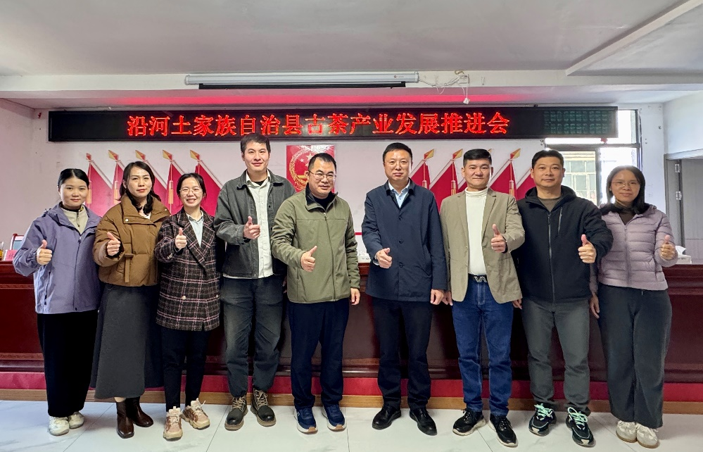 粤黔协作赋新能，科技特派员助力沿河古茶树保护