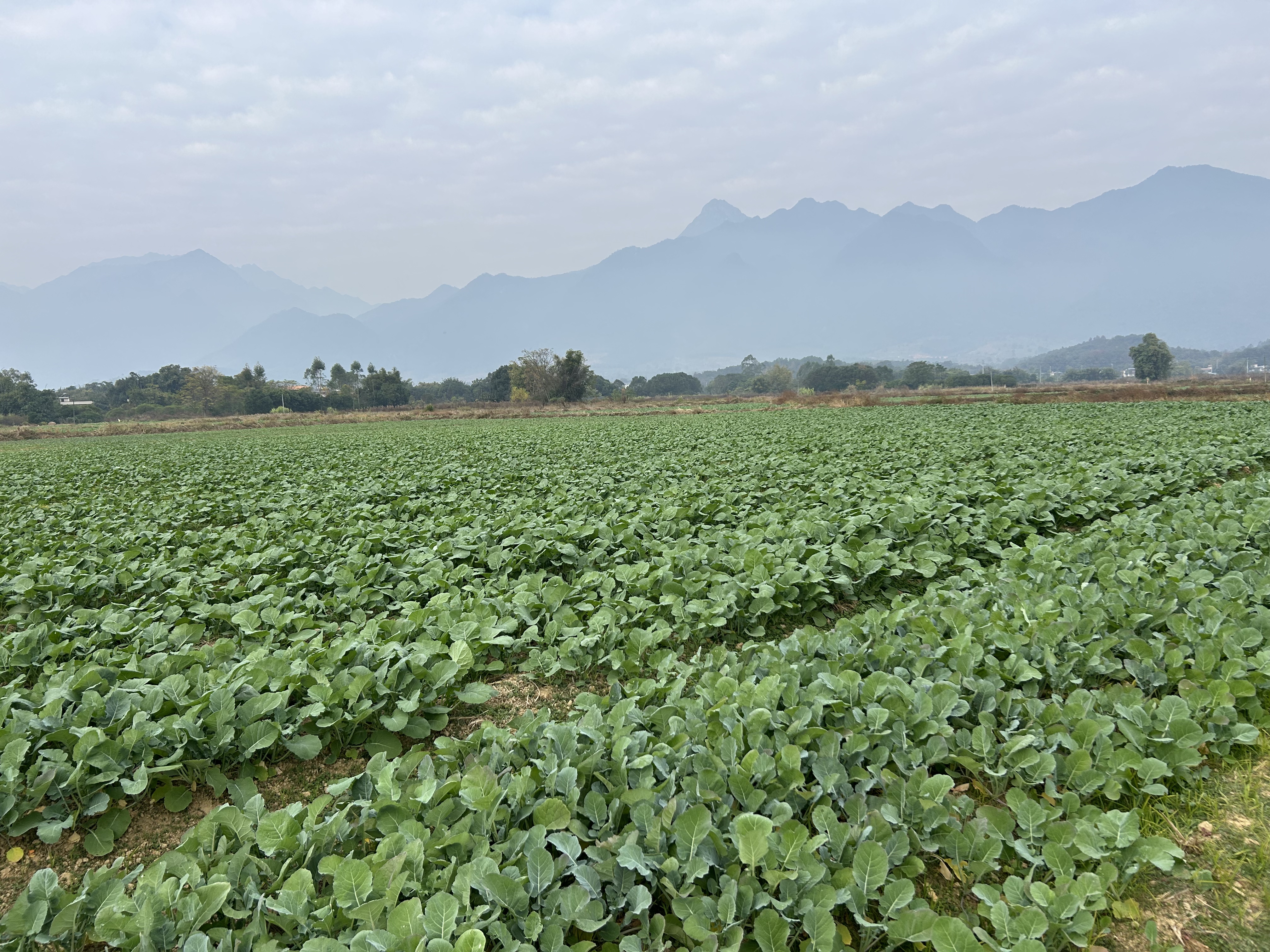 以油菜为媒 韶关学院做好水稻+冬种好文章